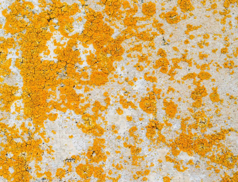 Orange Mold Remediation in North Carolina: Complete Insurance Claim Guide for Homeowners